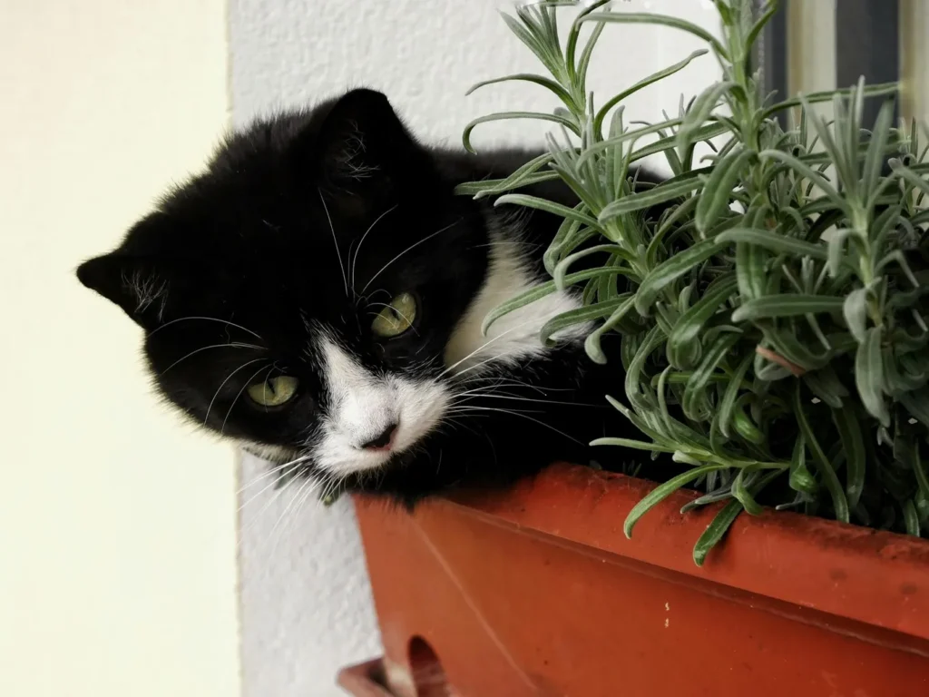 Cute picture of a cat in a pot