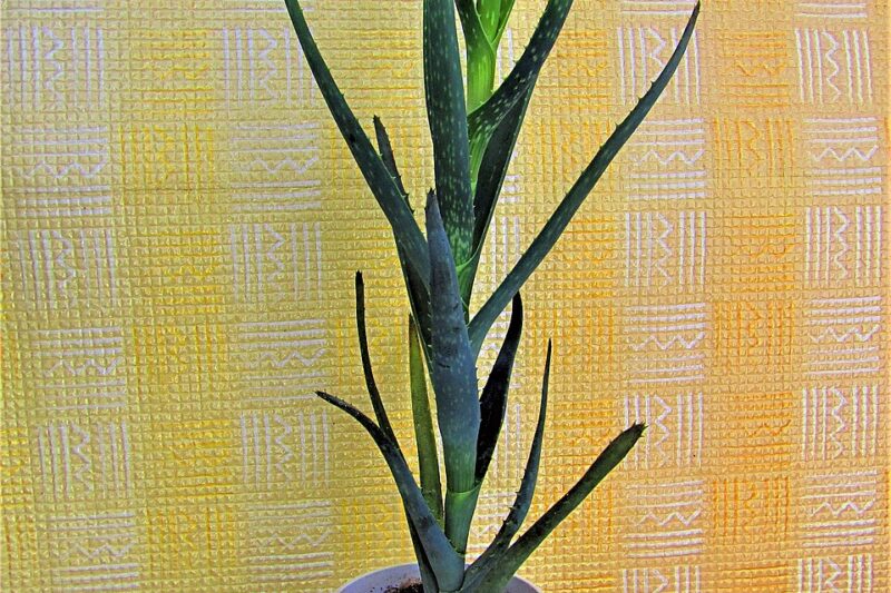 Herbs for Skin: The Ones That Actually Work