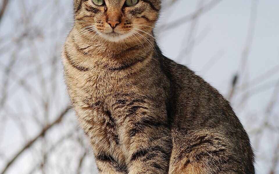 Herbs That Are Safe for Cats (And the Ones That Aren’t)