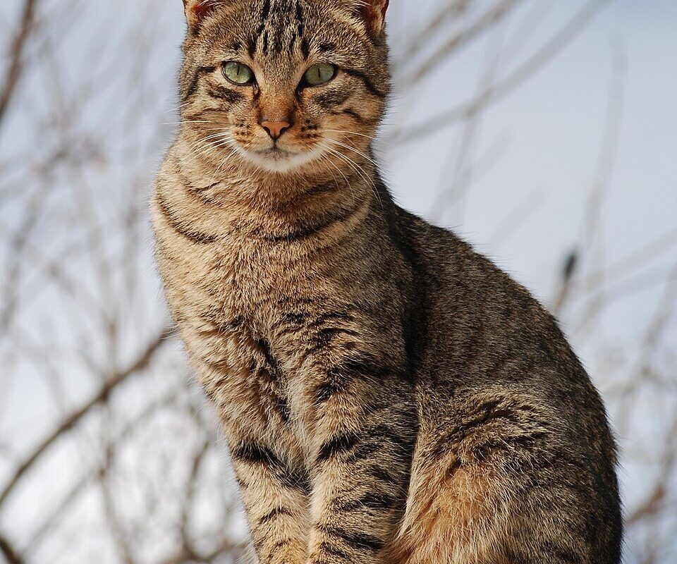 Herbs That Are Safe for Cats (And the Ones That Aren’t)