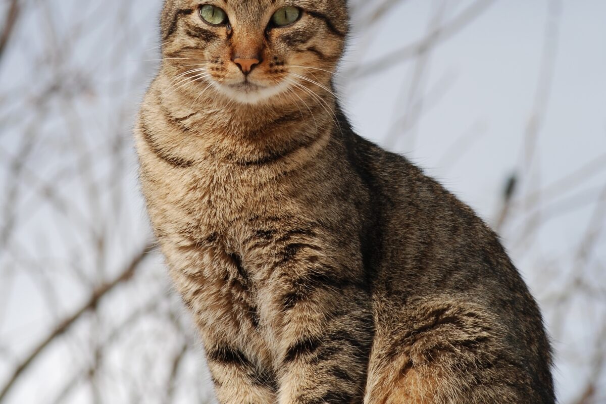Natural Herbal Remedies for Cats: What Actually Helps