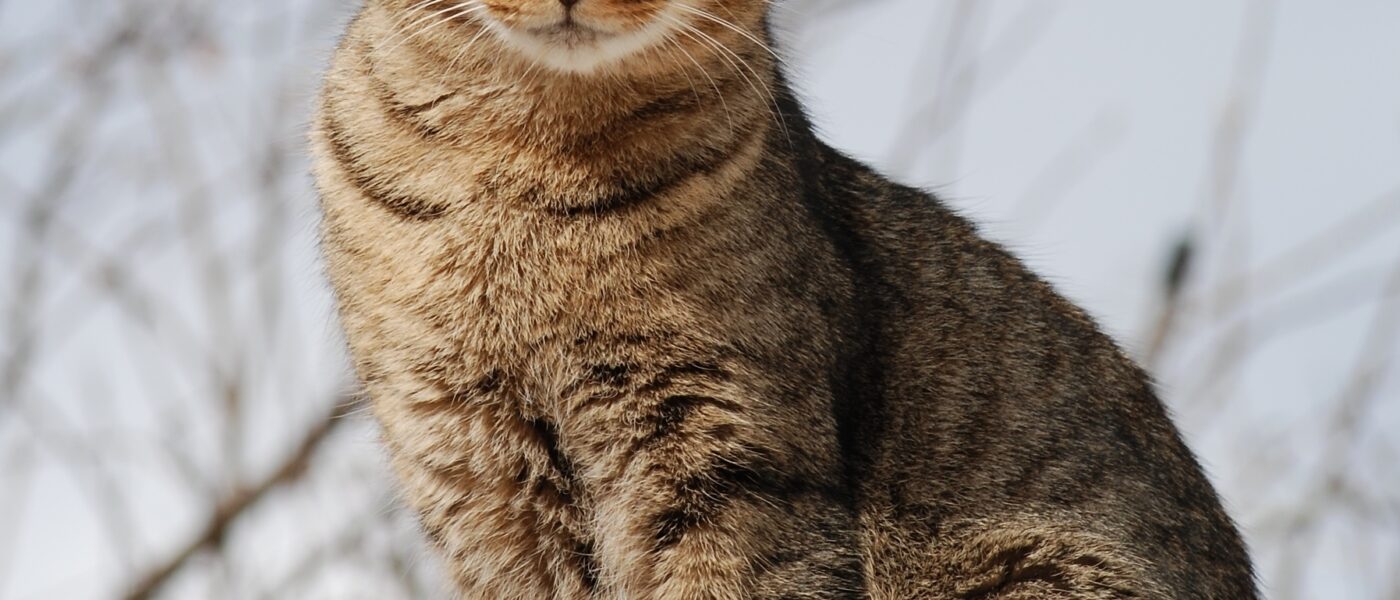 Natural Herbal Remedies for Cats: What Actually Helps
