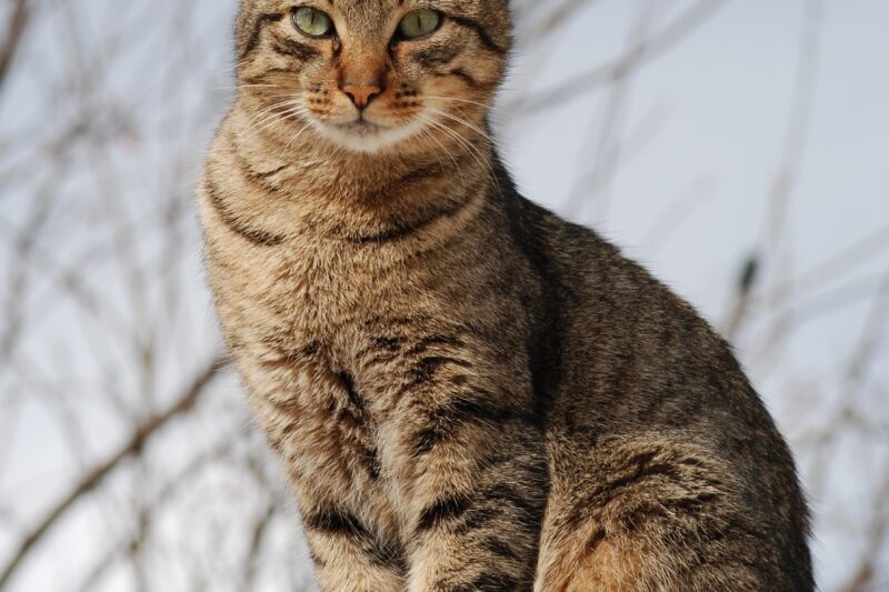 Natural Herbal Remedies for Cats: What Actually Helps